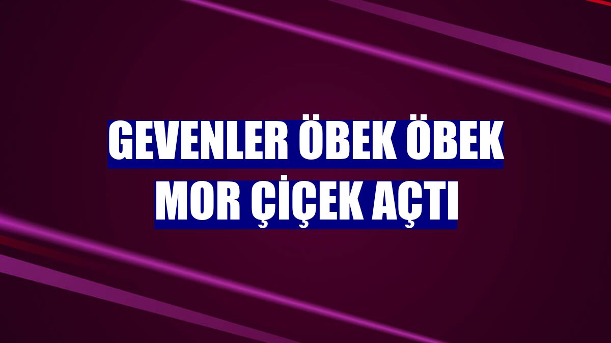 Gevenler öbek öbek mor çiçek açtı