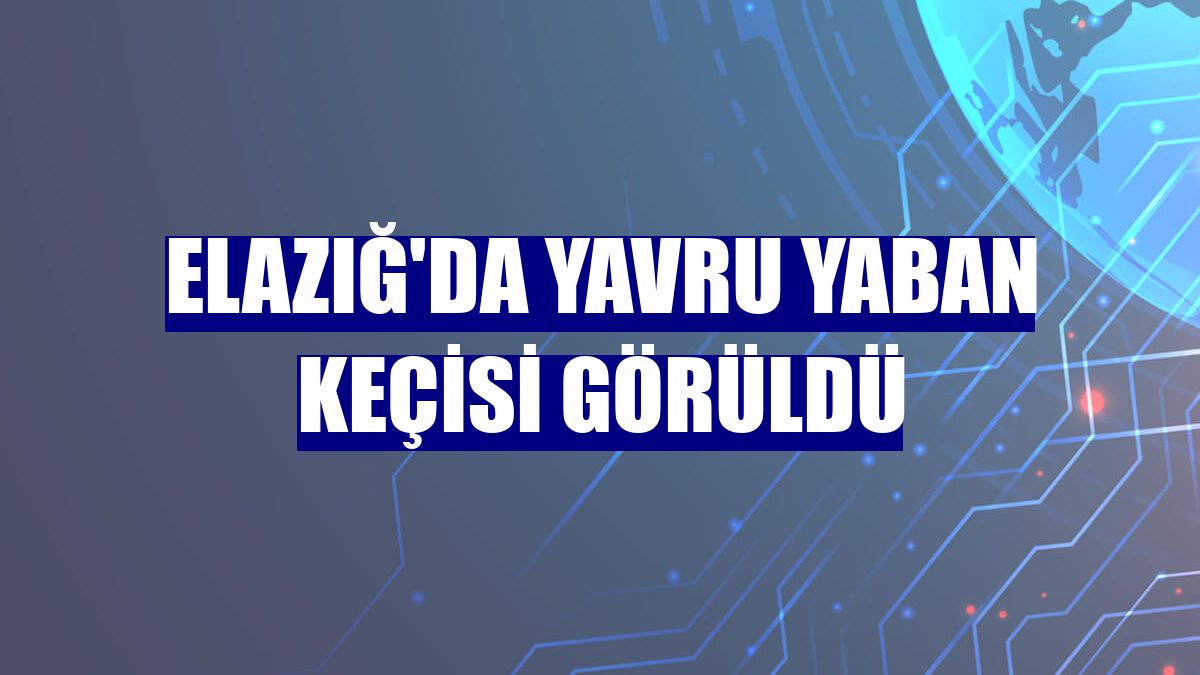 Elazığ'da yavru yaban keçisi görüldü