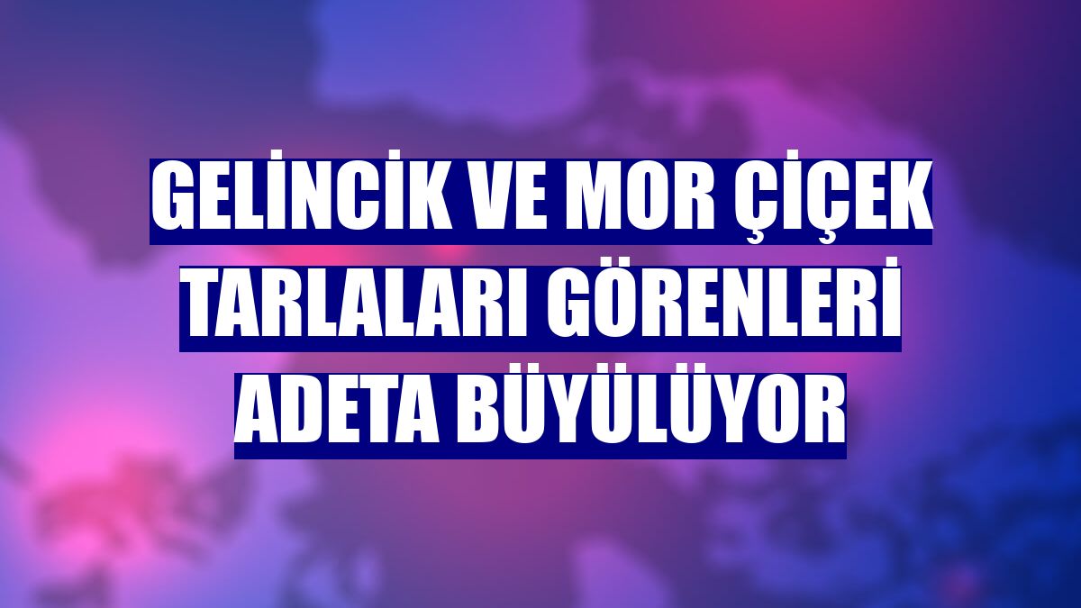 Gelincik ve mor çiçek tarlaları görenleri adeta büyülüyor