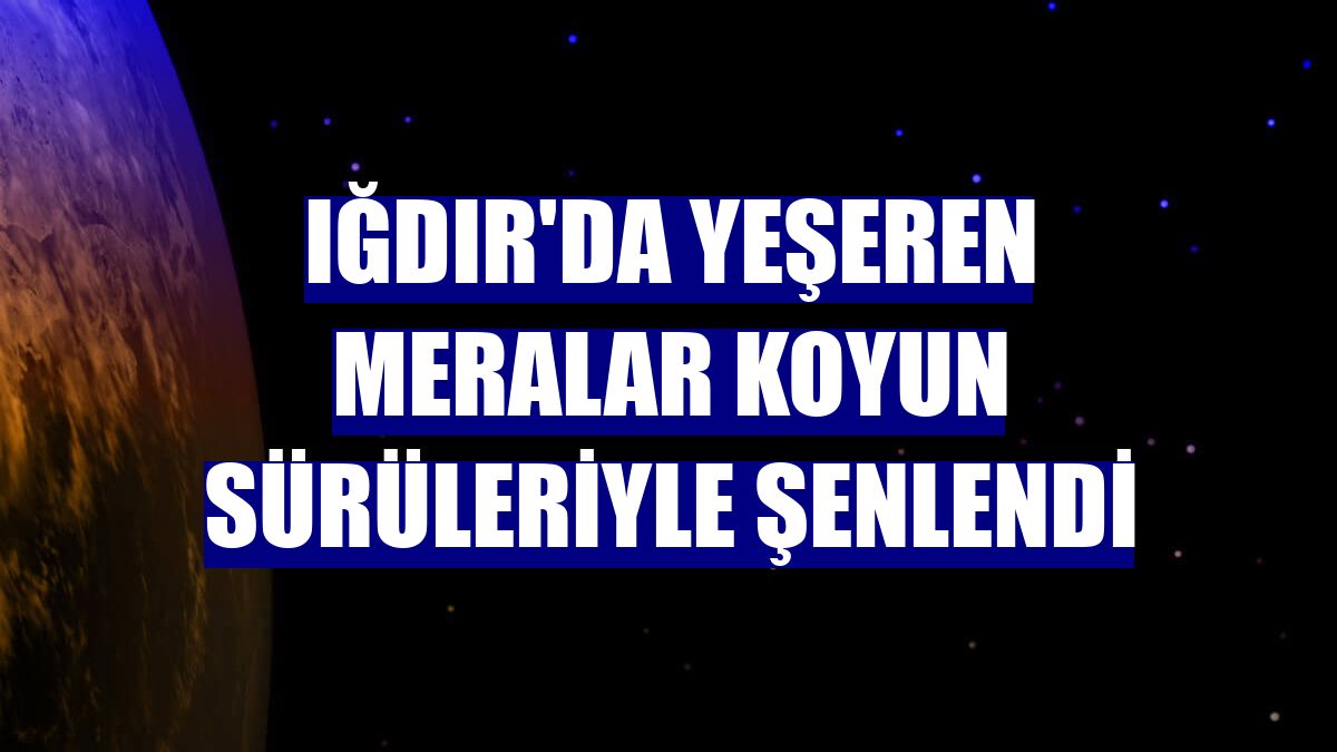 Iğdır'da yeşeren meralar koyun sürüleriyle şenlendi