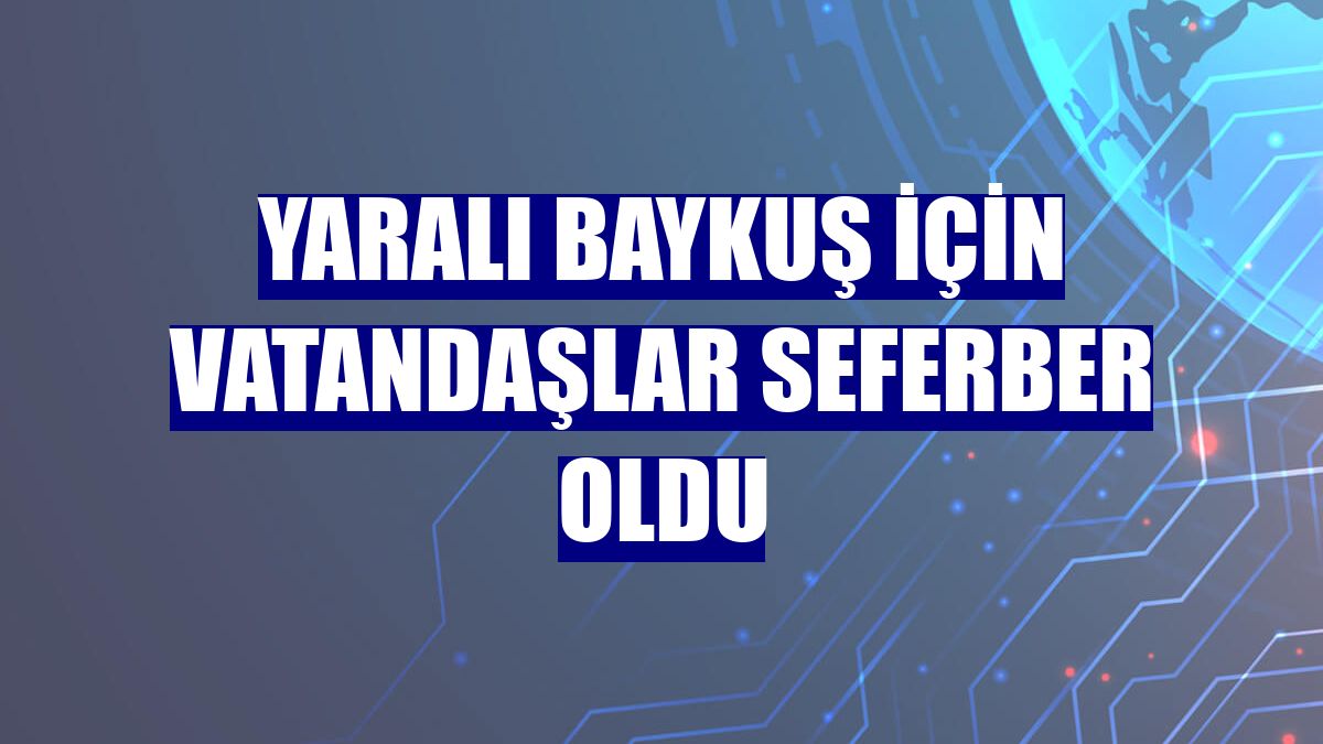 Yaralı baykuş için vatandaşlar seferber oldu