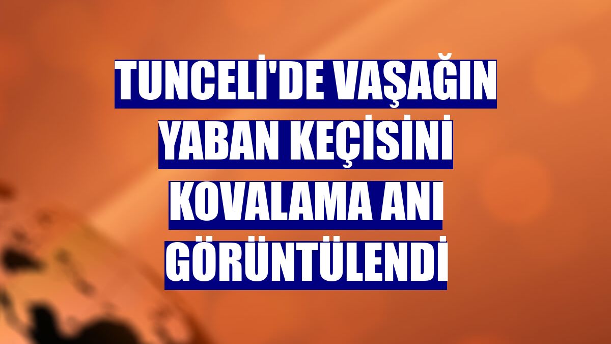 Tunceli'de vaşağın yaban keçisini kovalama anı görüntülendi