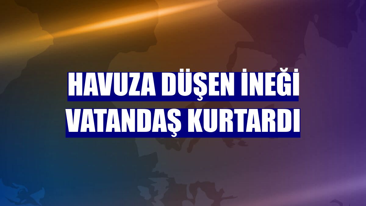 Havuza düşen ineği vatandaş kurtardı