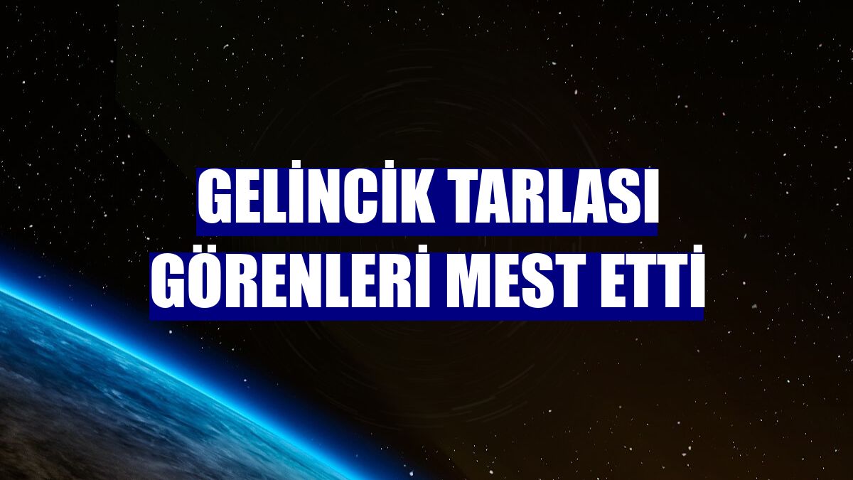 Gelincik tarlası görenleri mest etti