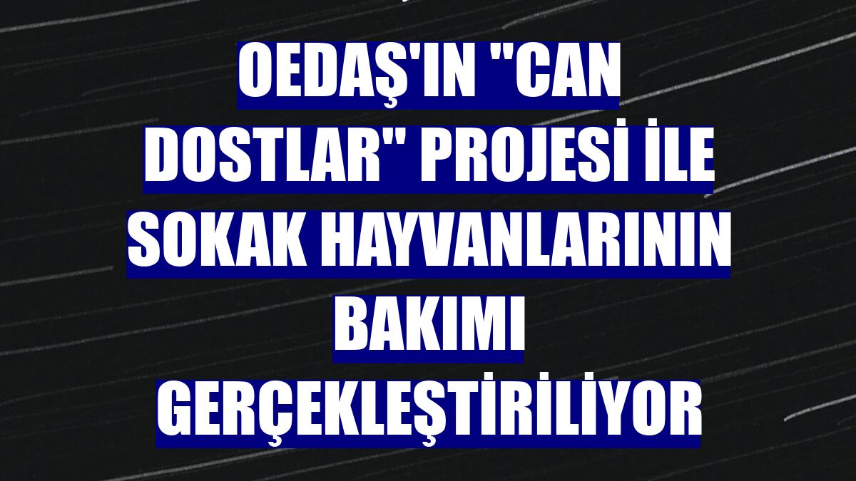 OEDAŞ'ın "Can Dostlar" projesi ile sokak hayvanlarının bakımı gerçekleştiriliyor