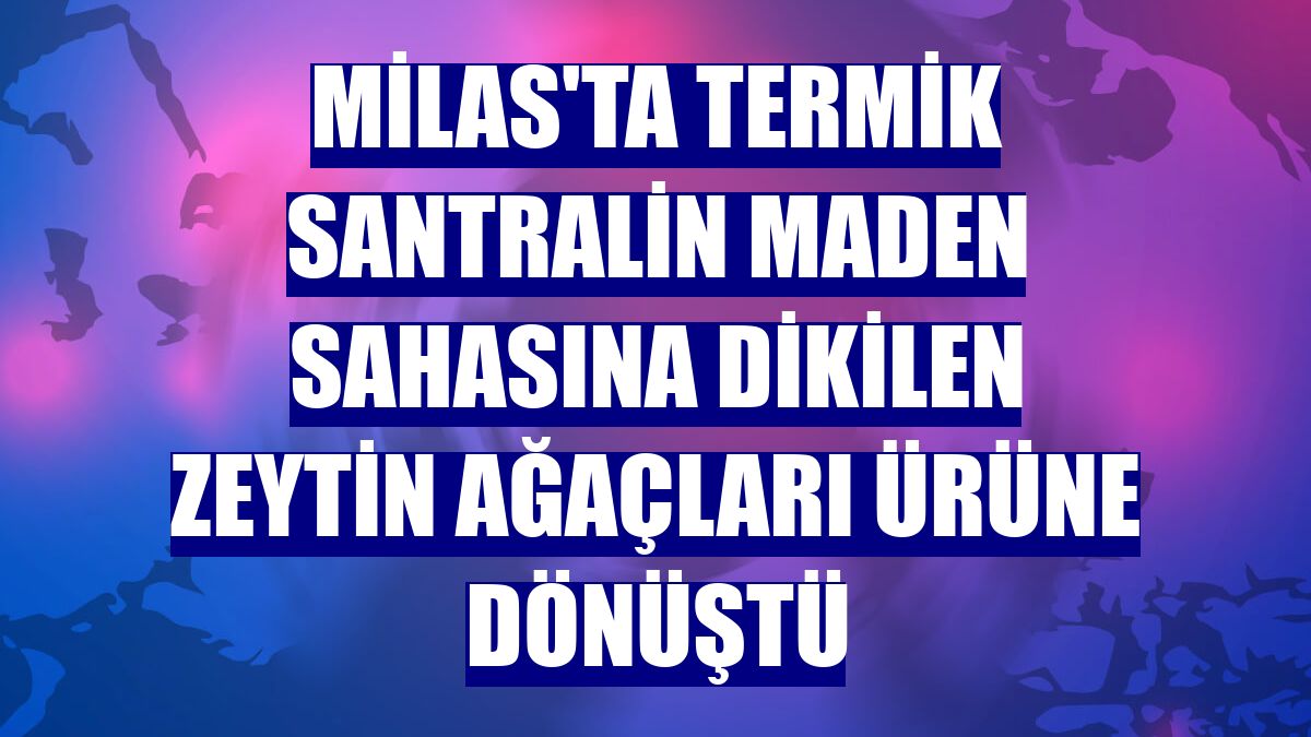 Milas'ta termik santralin maden sahasına dikilen zeytin ağaçları ürüne dönüştü