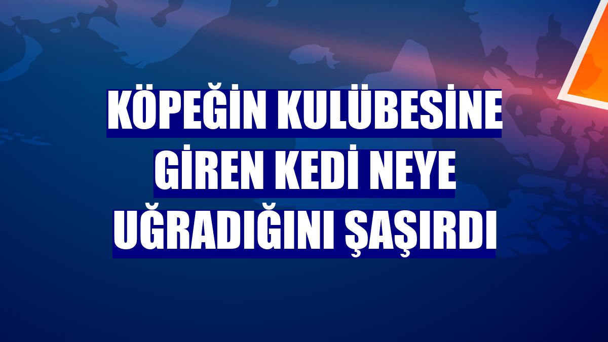 Köpeğin kulübesine giren kedi neye uğradığını şaşırdı
