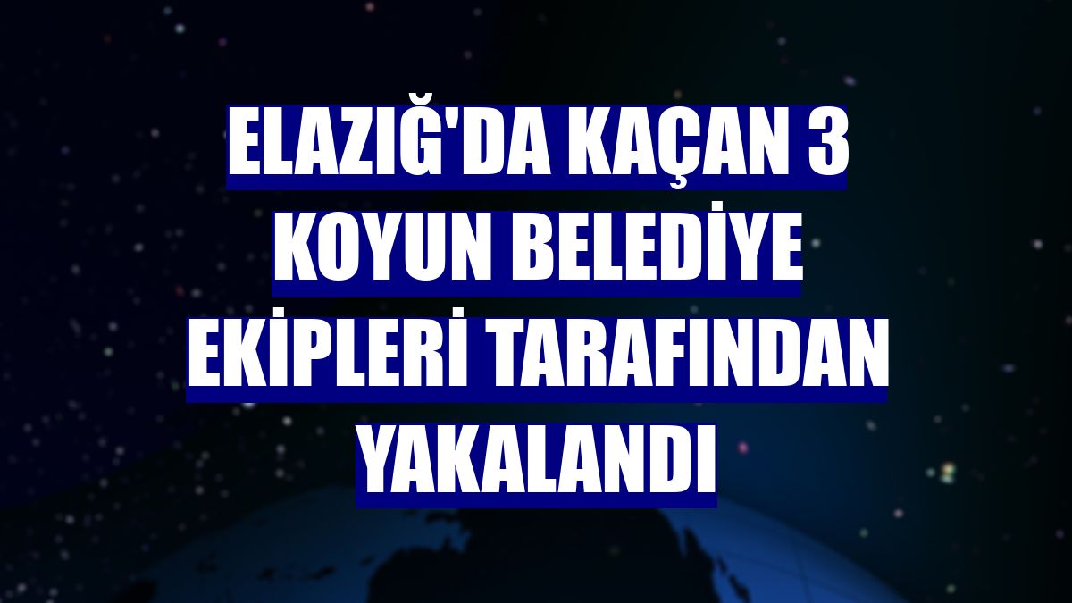 Elazığ'da kaçan 3 koyun belediye ekipleri tarafından yakalandı