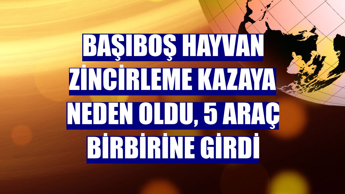 Başıboş hayvan zincirleme kazaya neden oldu, 5 araç birbirine girdi