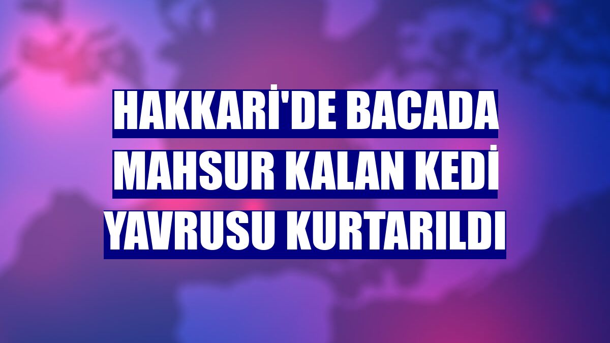 Hakkari'de bacada mahsur kalan kedi yavrusu kurtarıldı