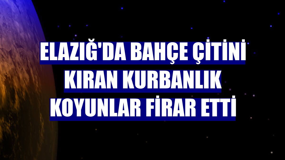 Elazığ'da bahçe çitini kıran kurbanlık koyunlar firar etti