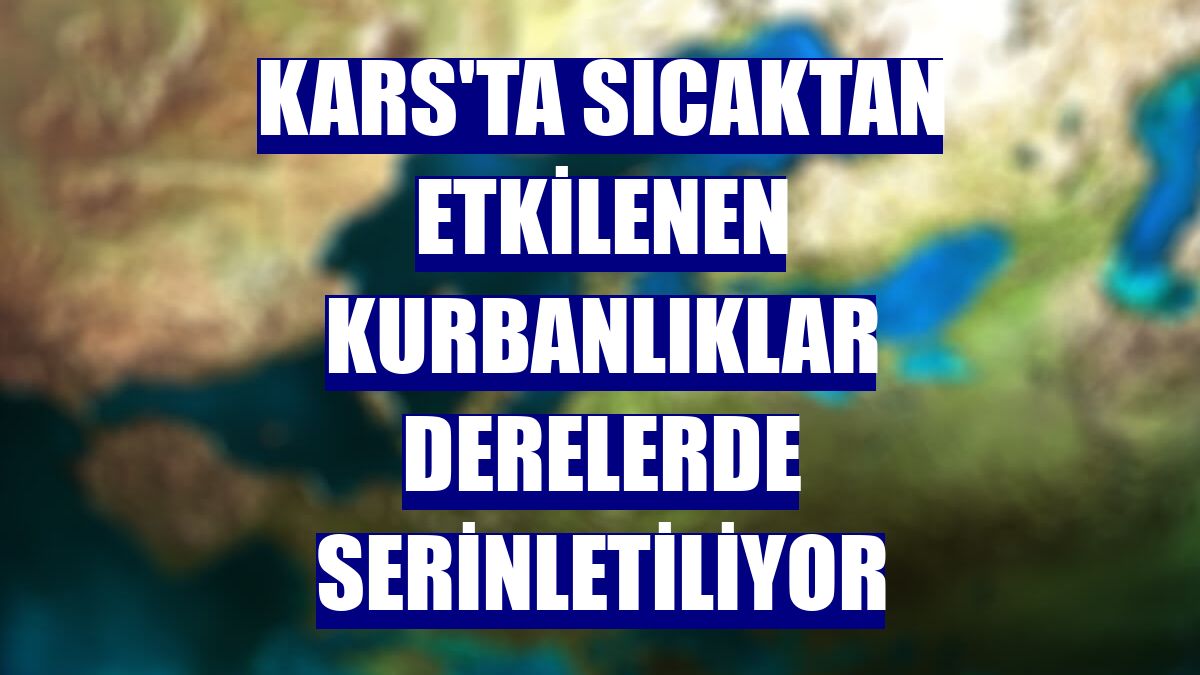 Kars'ta sıcaktan etkilenen kurbanlıklar derelerde serinletiliyor