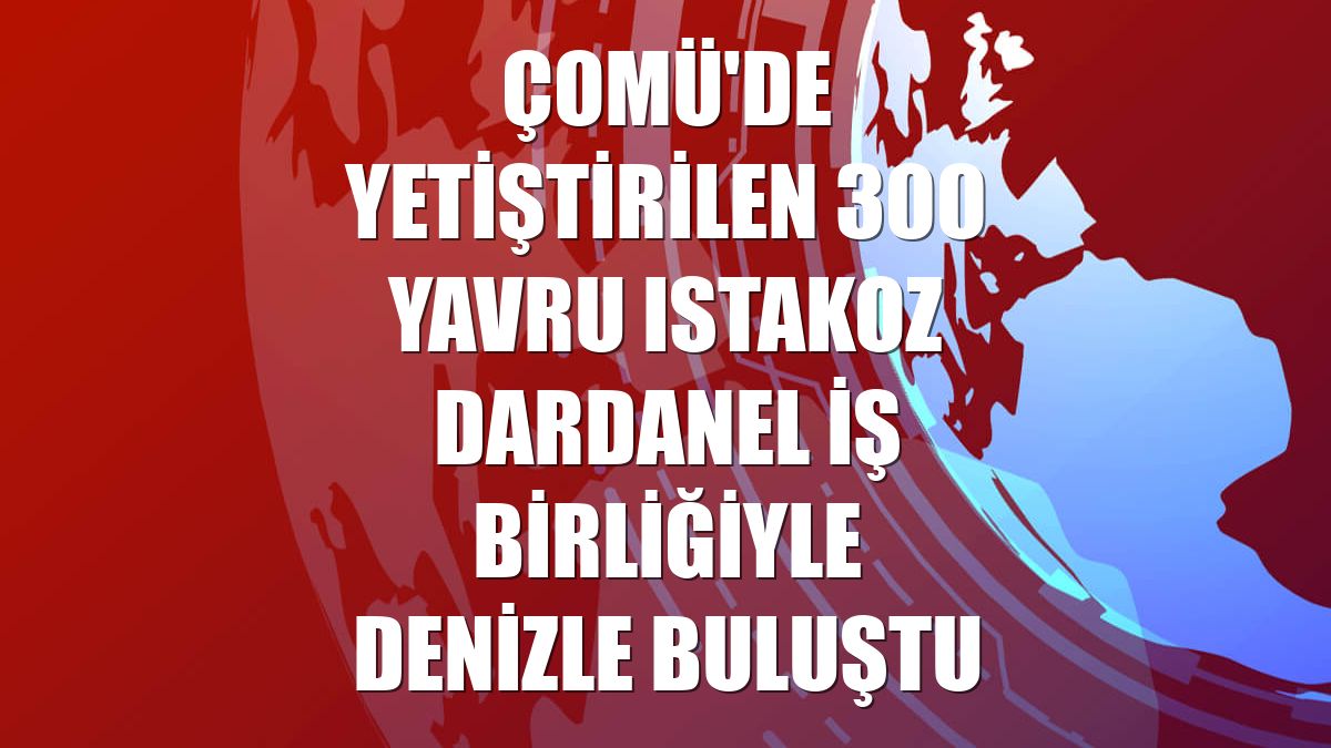 ÇOMÜ'de yetiştirilen 300 yavru ıstakoz Dardanel iş birliğiyle denizle buluştu