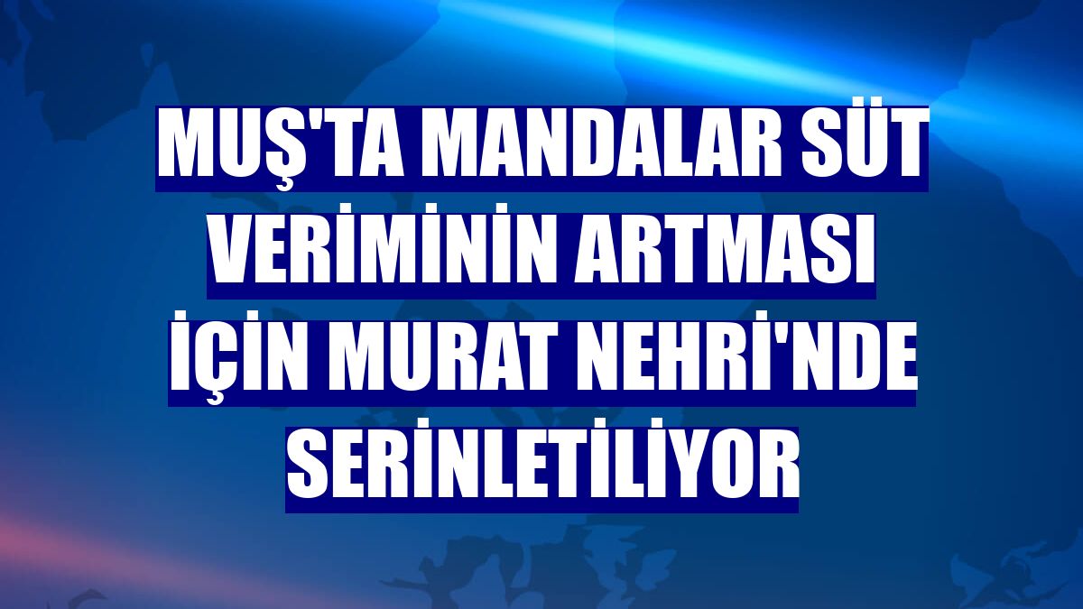 Muş'ta mandalar süt veriminin artması için Murat Nehri'nde serinletiliyor