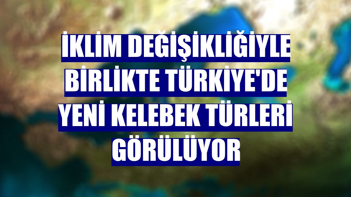 İklim değişikliğiyle birlikte Türkiye'de yeni kelebek türleri görülüyor