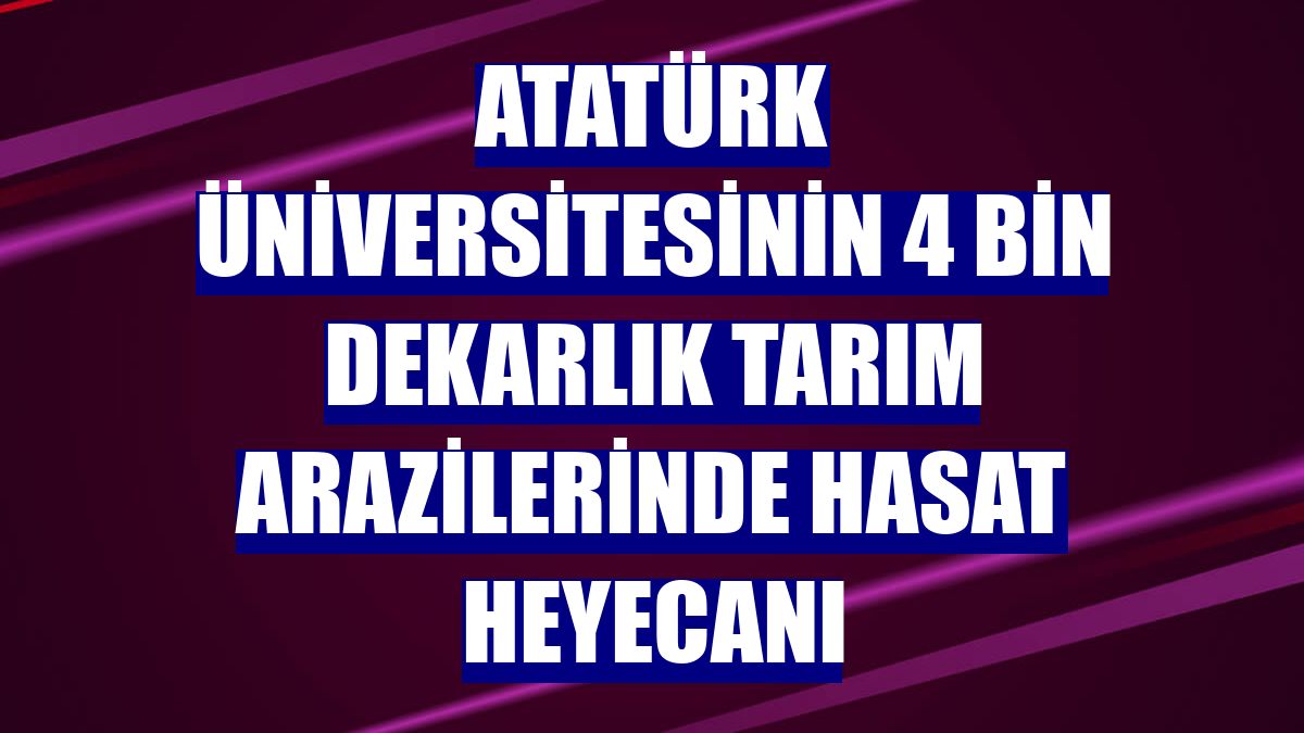 Atatürk Üniversitesinin 4 bin dekarlık tarım arazilerinde hasat heyecanı