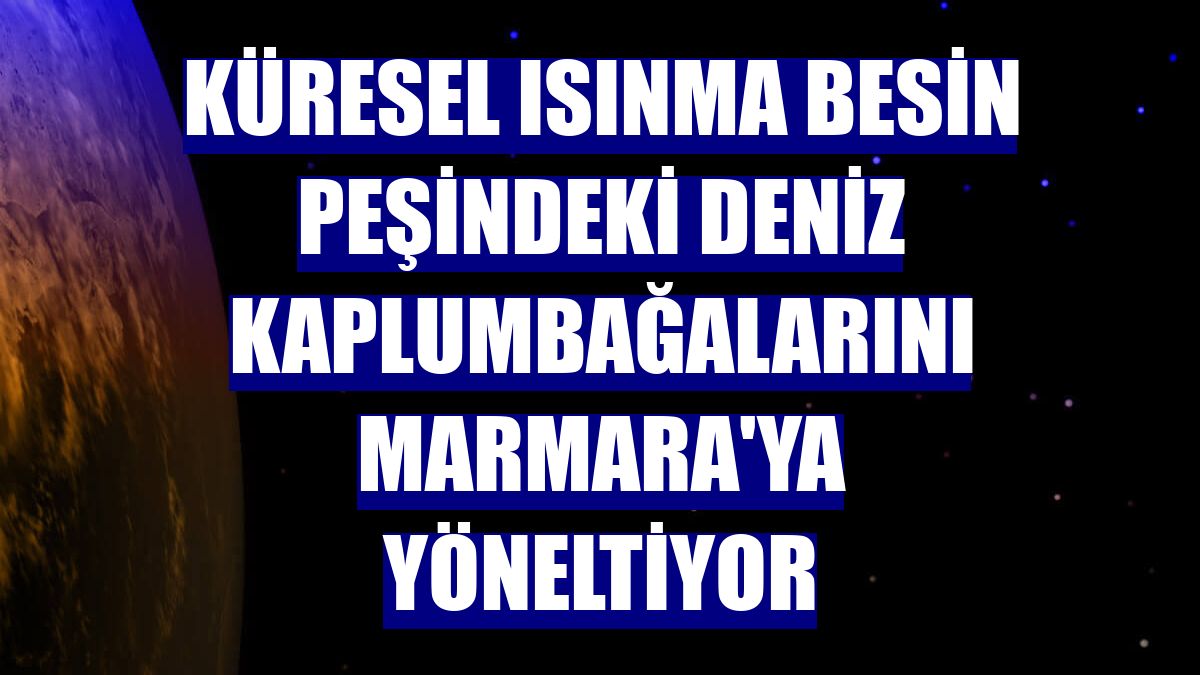 Küresel ısınma besin peşindeki deniz kaplumbağalarını Marmara'ya yöneltiyor