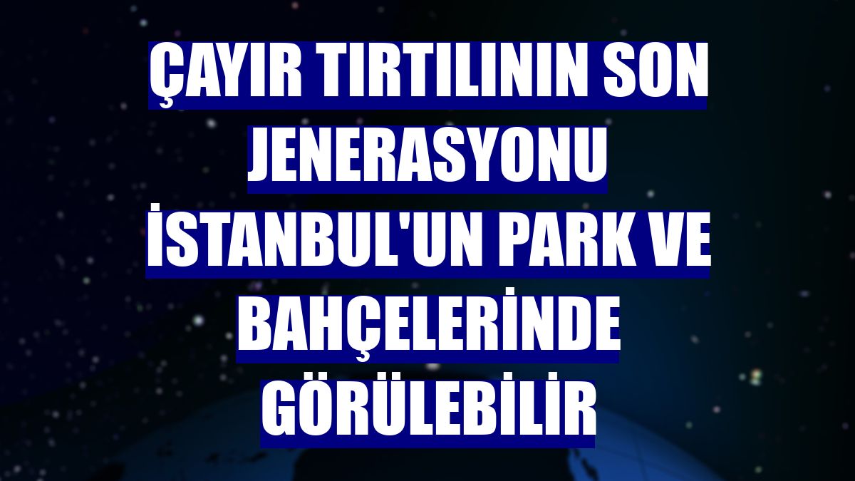 Çayır tırtılının son jenerasyonu İstanbul'un park ve bahçelerinde görülebilir