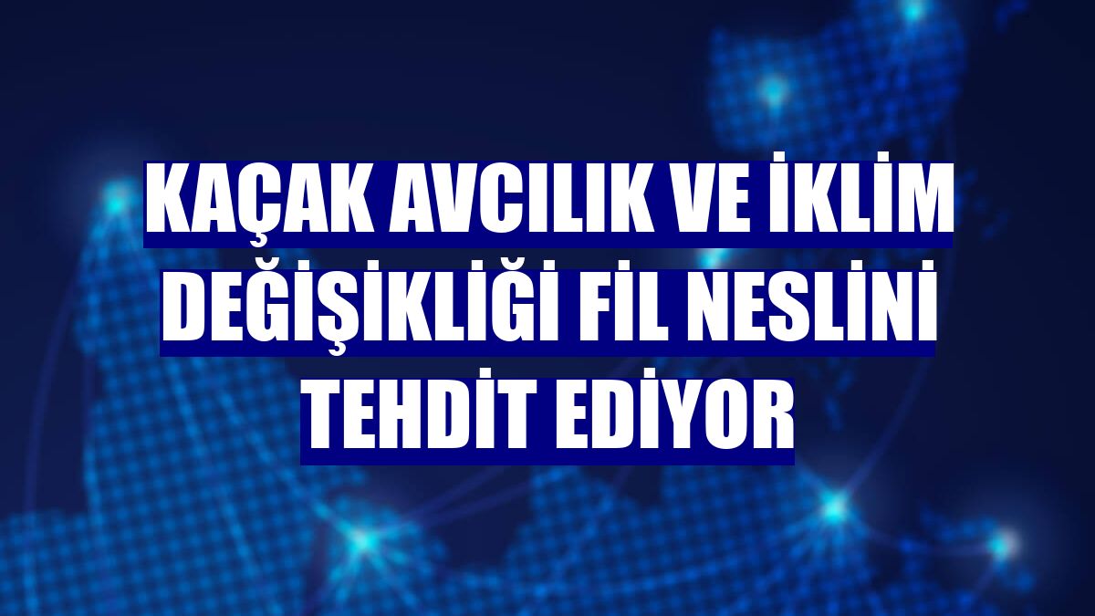 Kaçak avcılık ve iklim değişikliği fil neslini tehdit ediyor