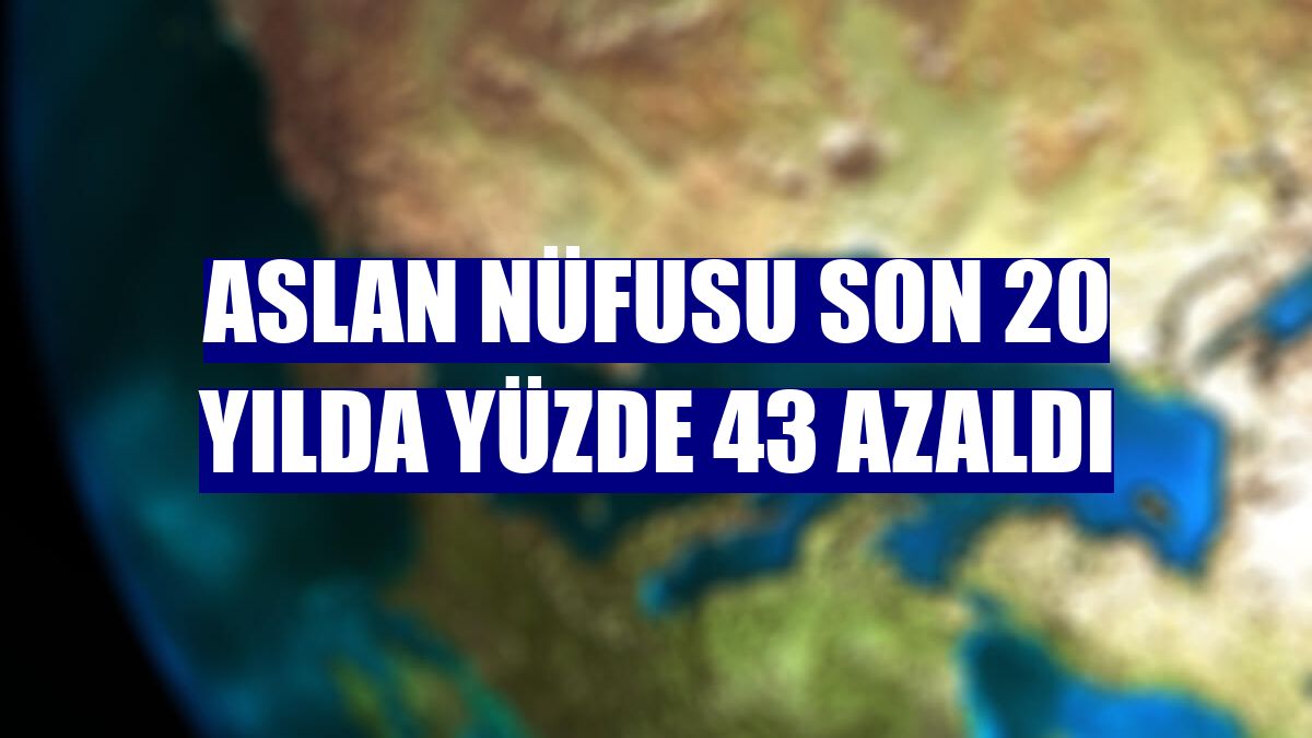 Aslan nüfusu son 20 yılda yüzde 43 azaldı