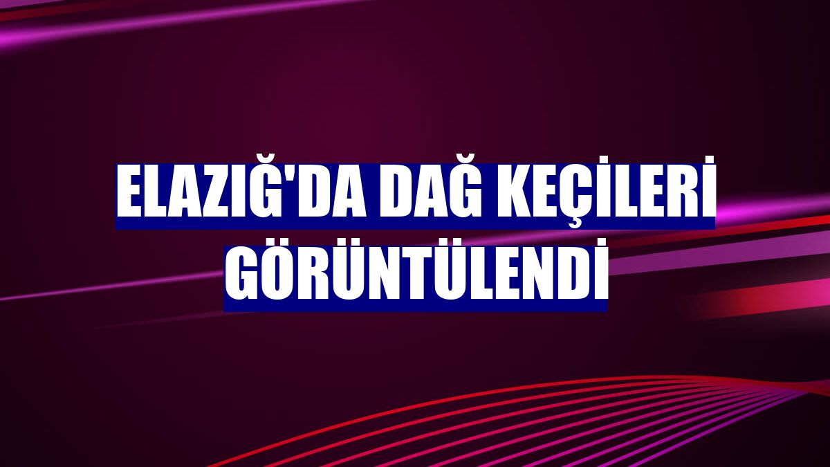 Elazığ'da dağ keçileri görüntülendi