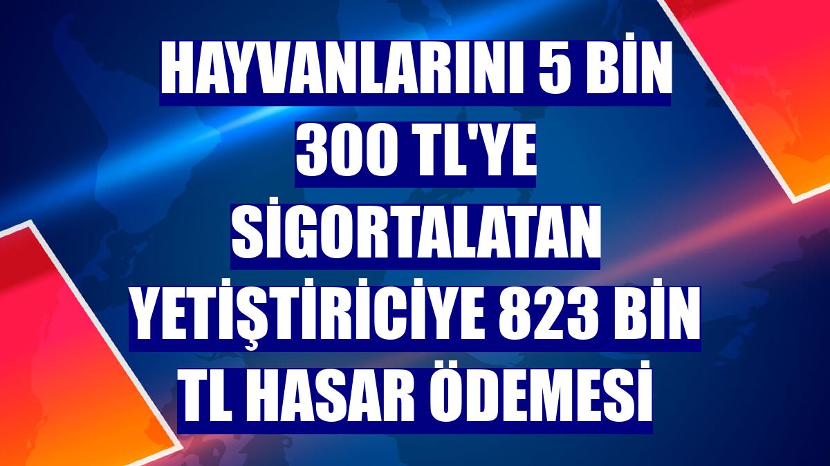 Hayvanlarını 5 bin 300 TL'ye sigortalatan yetiştiriciye 823 bin TL hasar ödemesi