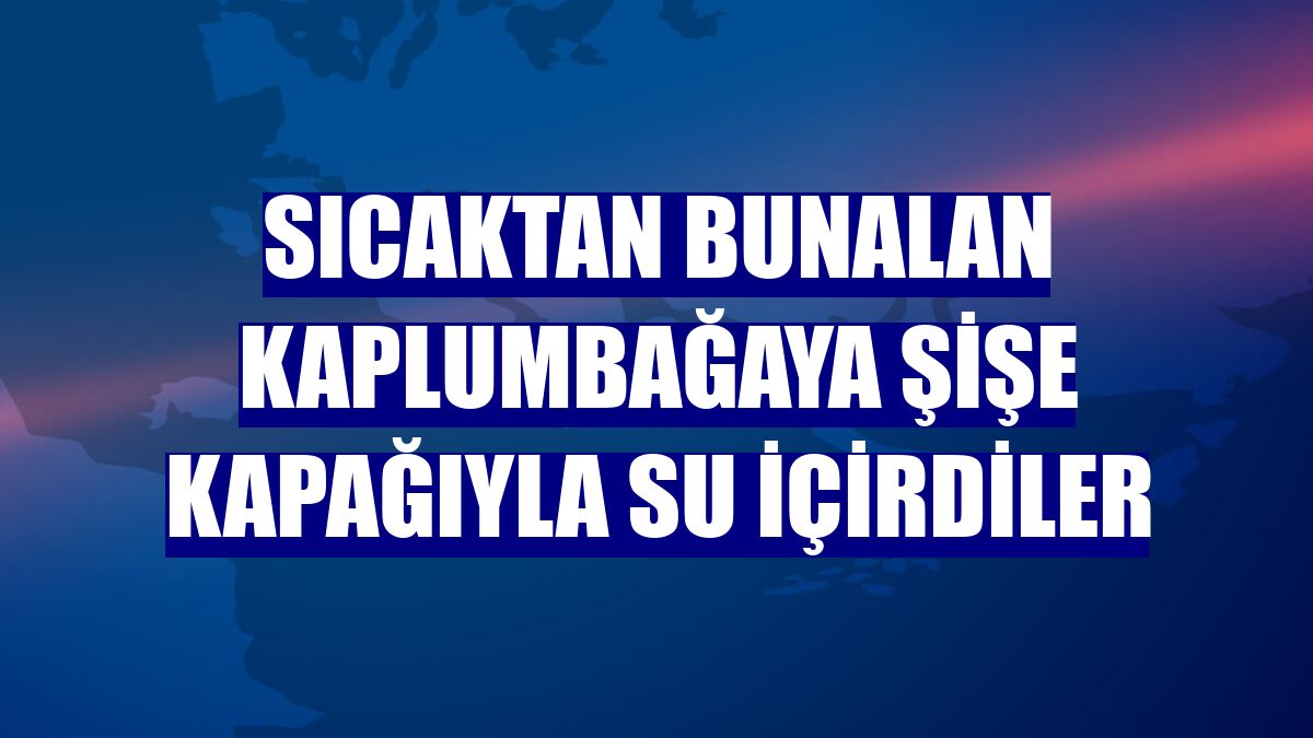 Sıcaktan bunalan kaplumbağaya şişe kapağıyla su içirdiler