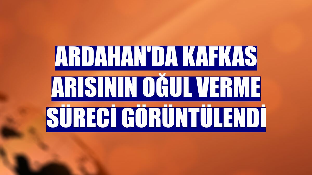Ardahan'da Kafkas arısının oğul verme süreci görüntülendi