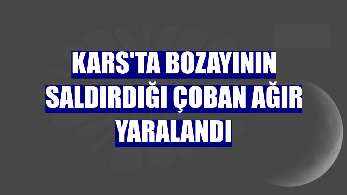 Kars'ta bozayının saldırdığı çoban ağır yaralandı