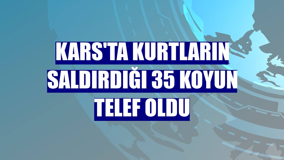 Kars'ta kurtların saldırdığı 35 koyun telef oldu