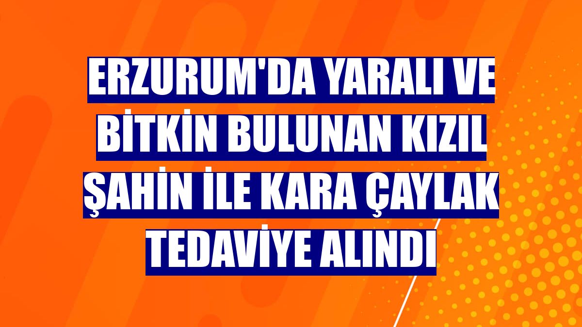 Erzurum'da yaralı ve bitkin bulunan kızıl şahin ile kara çaylak tedaviye alındı