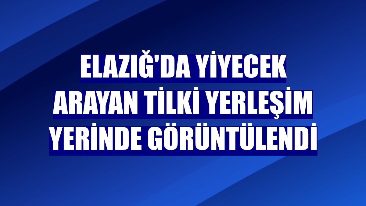 Elazığ'da yiyecek arayan tilki yerleşim yerinde görüntülendi