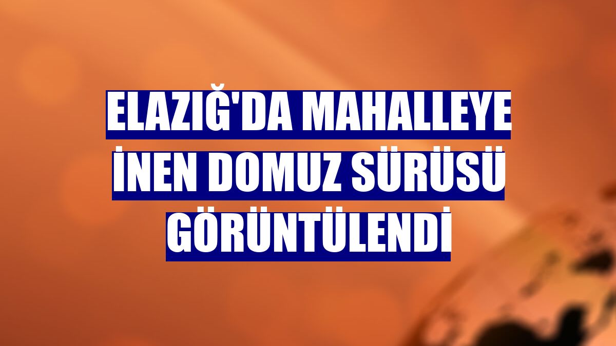 Elazığ'da mahalleye inen domuz sürüsü görüntülendi