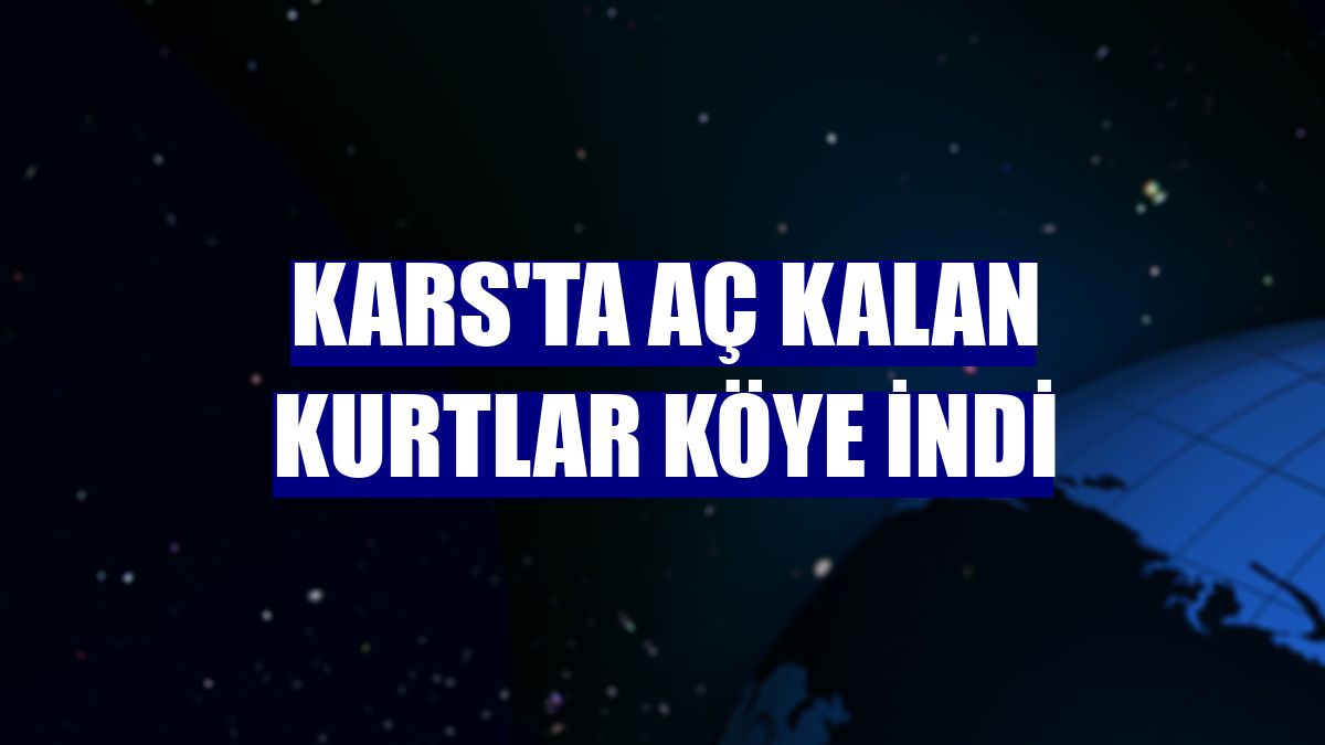 Kars'ta aç kalan kurtlar köye indi