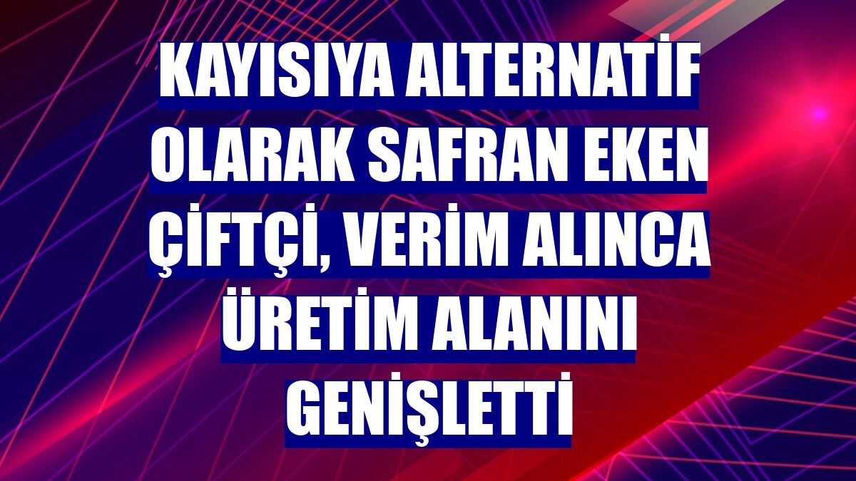 Kayısıya alternatif olarak safran eken çiftçi, verim alınca üretim alanını genişletti