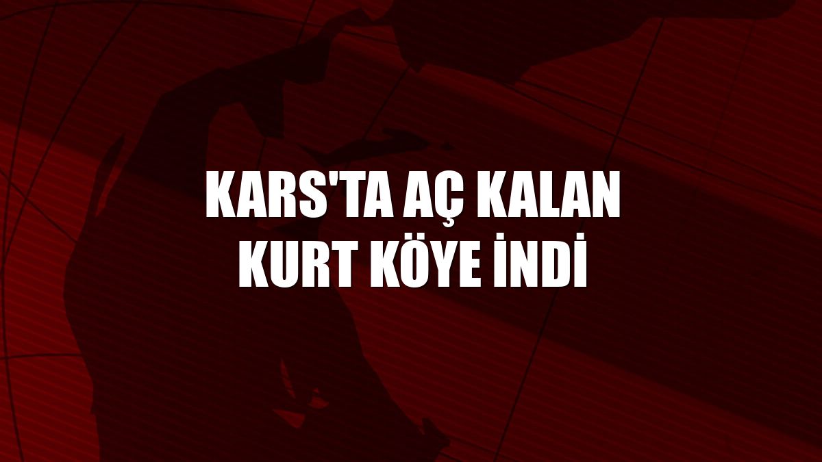 Kars'ta aç kalan kurt köye indi