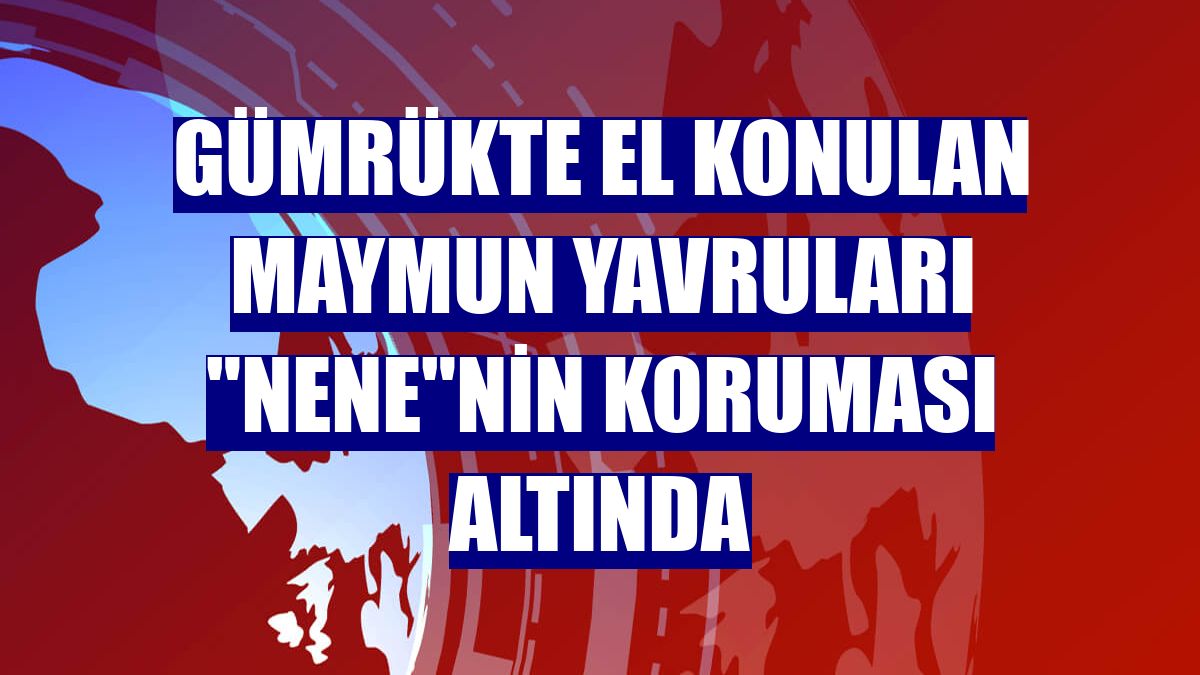 Gümrükte el konulan maymun yavruları "Nene"nin koruması altında