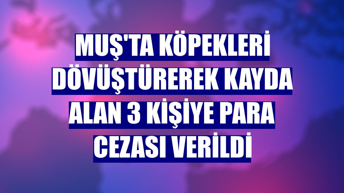 Muş'ta köpekleri dövüştürerek kayda alan 3 kişiye para cezası verildi