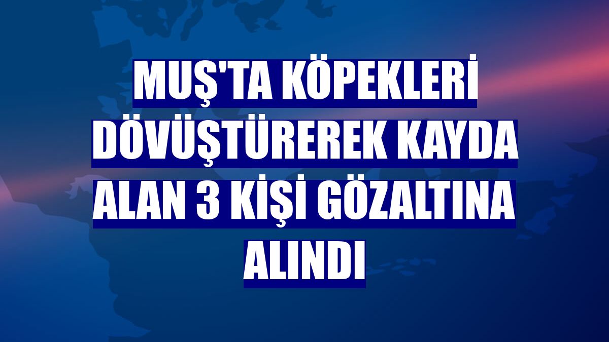 Muş'ta köpekleri dövüştürerek kayda alan 3 kişi gözaltına alındı