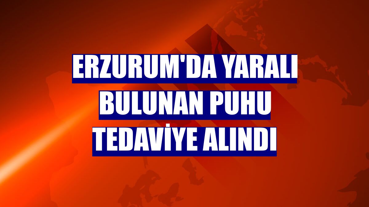 Erzurum'da yaralı bulunan puhu tedaviye alındı