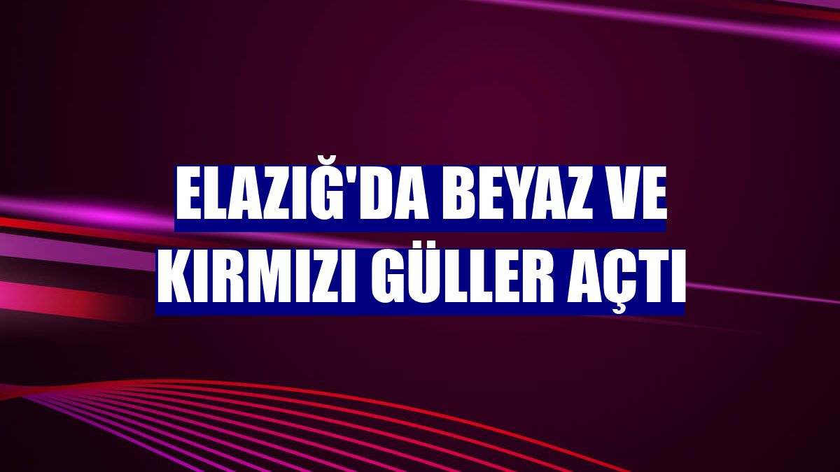 Elazığ'da beyaz ve kırmızı güller açtı