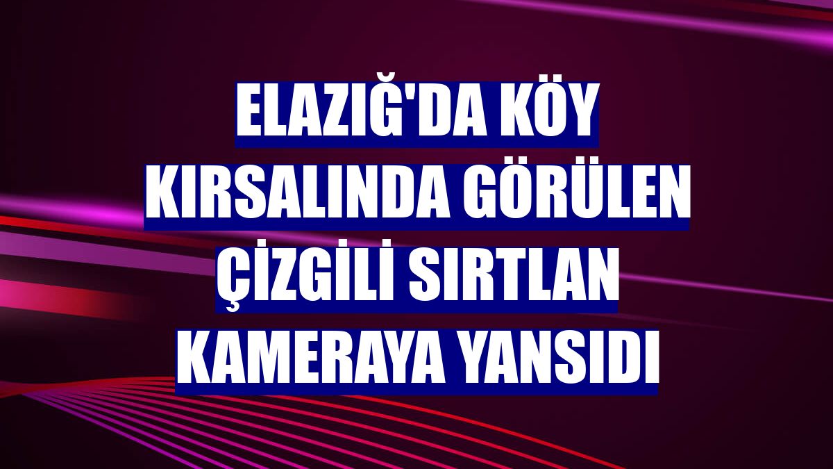 Elazığ'da köy kırsalında görülen çizgili sırtlan kameraya yansıdı