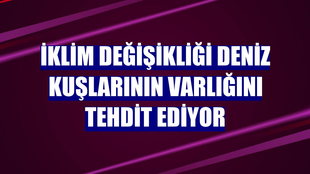 İklim değişikliği deniz kuşlarının varlığını tehdit ediyor