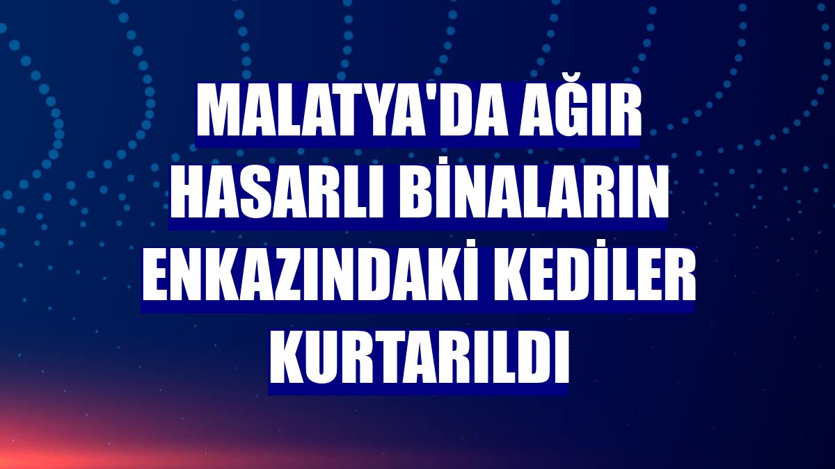 Malatya'da ağır hasarlı binaların enkazındaki kediler kurtarıldı