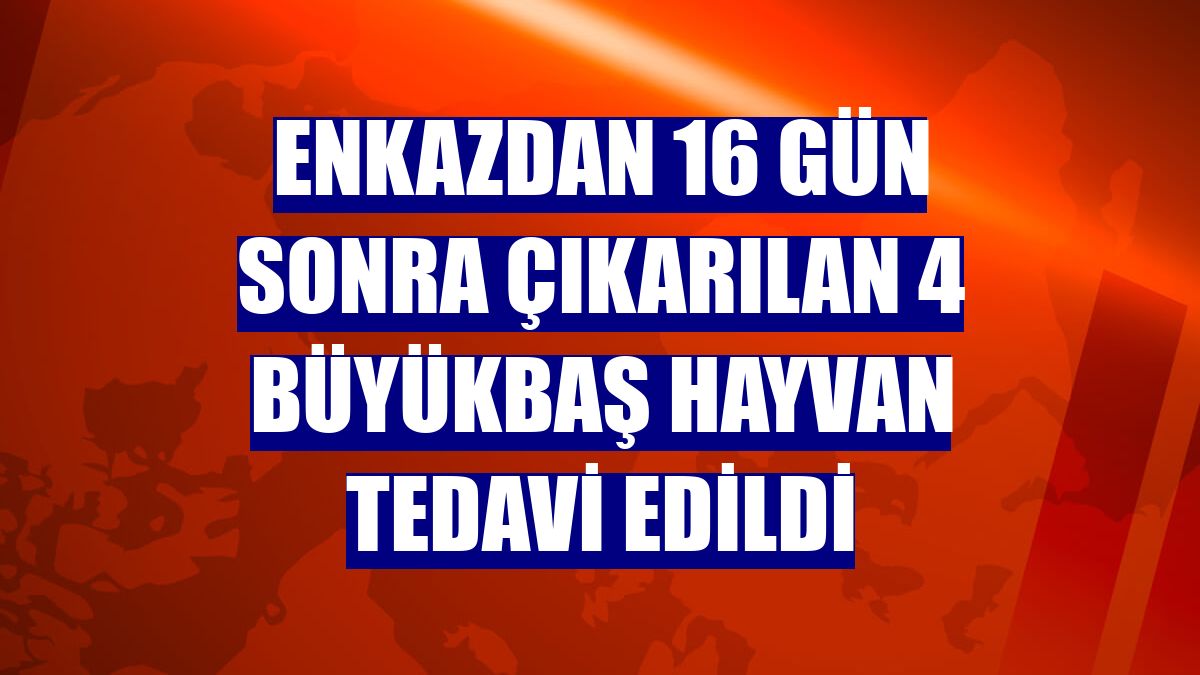 Enkazdan 16 gün sonra çıkarılan 4 büyükbaş hayvan tedavi edildi