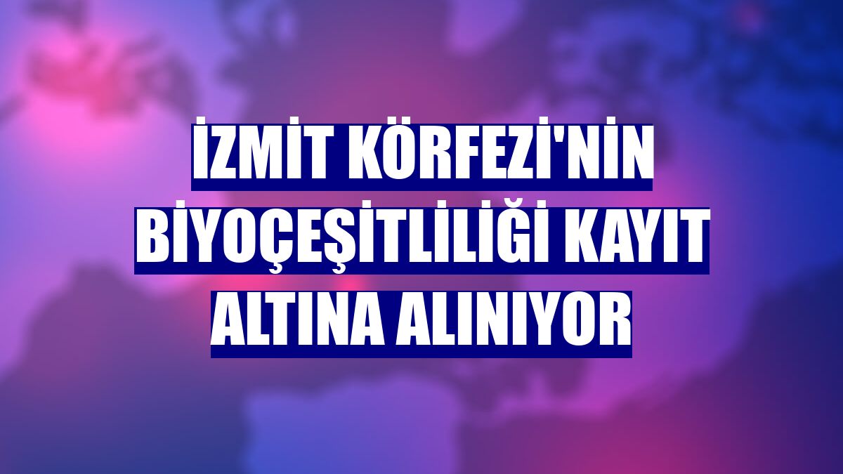 İzmit Körfezi'nin biyoçeşitliliği kayıt altına alınıyor