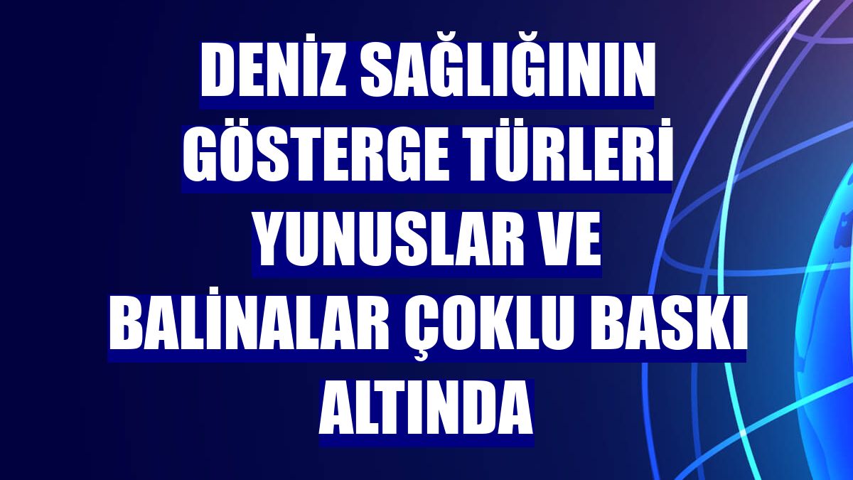 Deniz sağlığının gösterge türleri yunuslar ve balinalar çoklu baskı altında