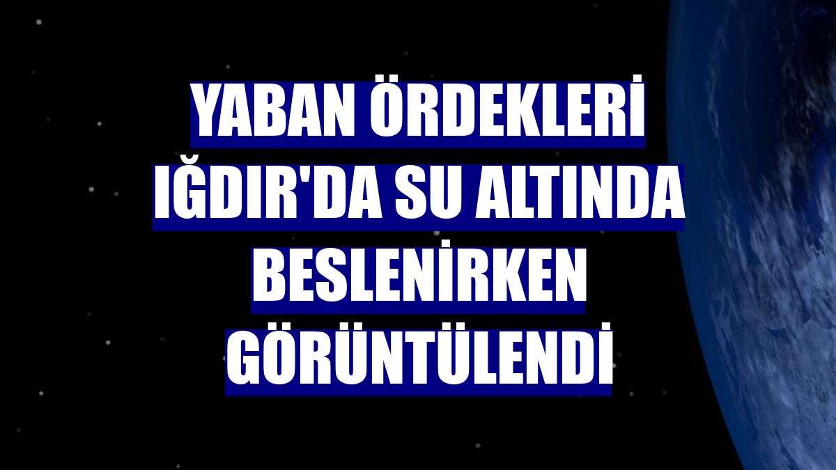 Yaban ördekleri Iğdır'da su altında beslenirken görüntülendi