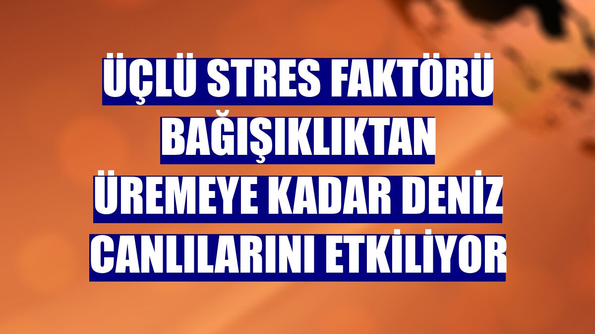 Üçlü stres faktörü bağışıklıktan üremeye kadar deniz canlılarını etkiliyor