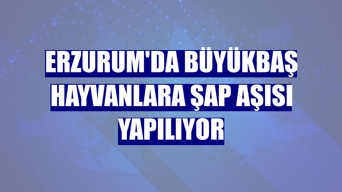 Erzurum'da büyükbaş hayvanlara şap aşısı yapılıyor